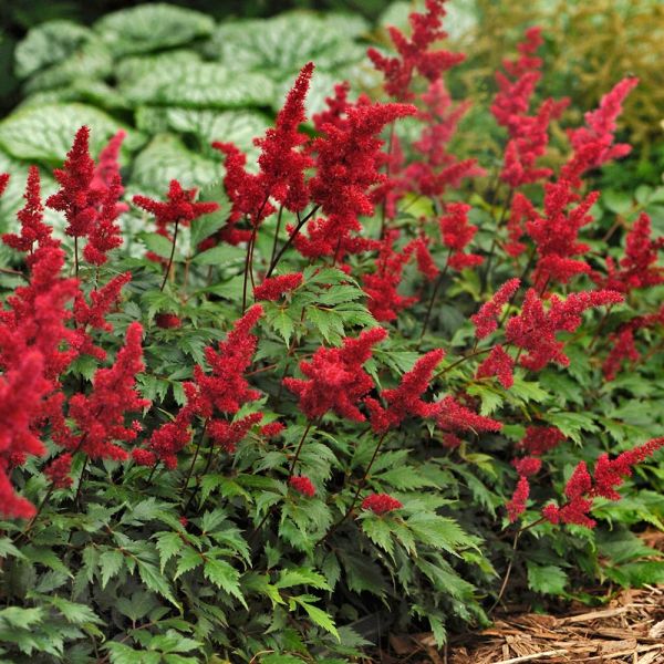 Astilbe Fanal Red - 2 Bareroots