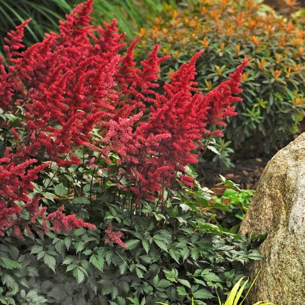 Astilbe Fanal Red - 2 Bareroots