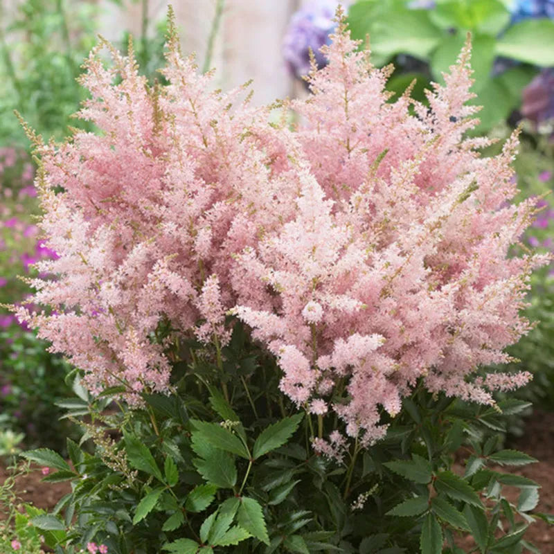 Astilbe Younique Silvery Pink - 2 Bareroots
