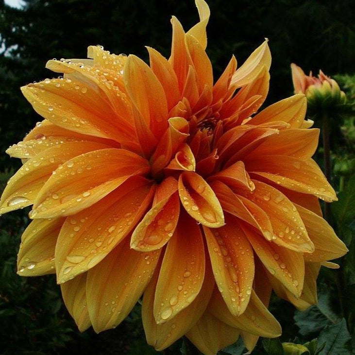 Babylon Bronze Dahlia
