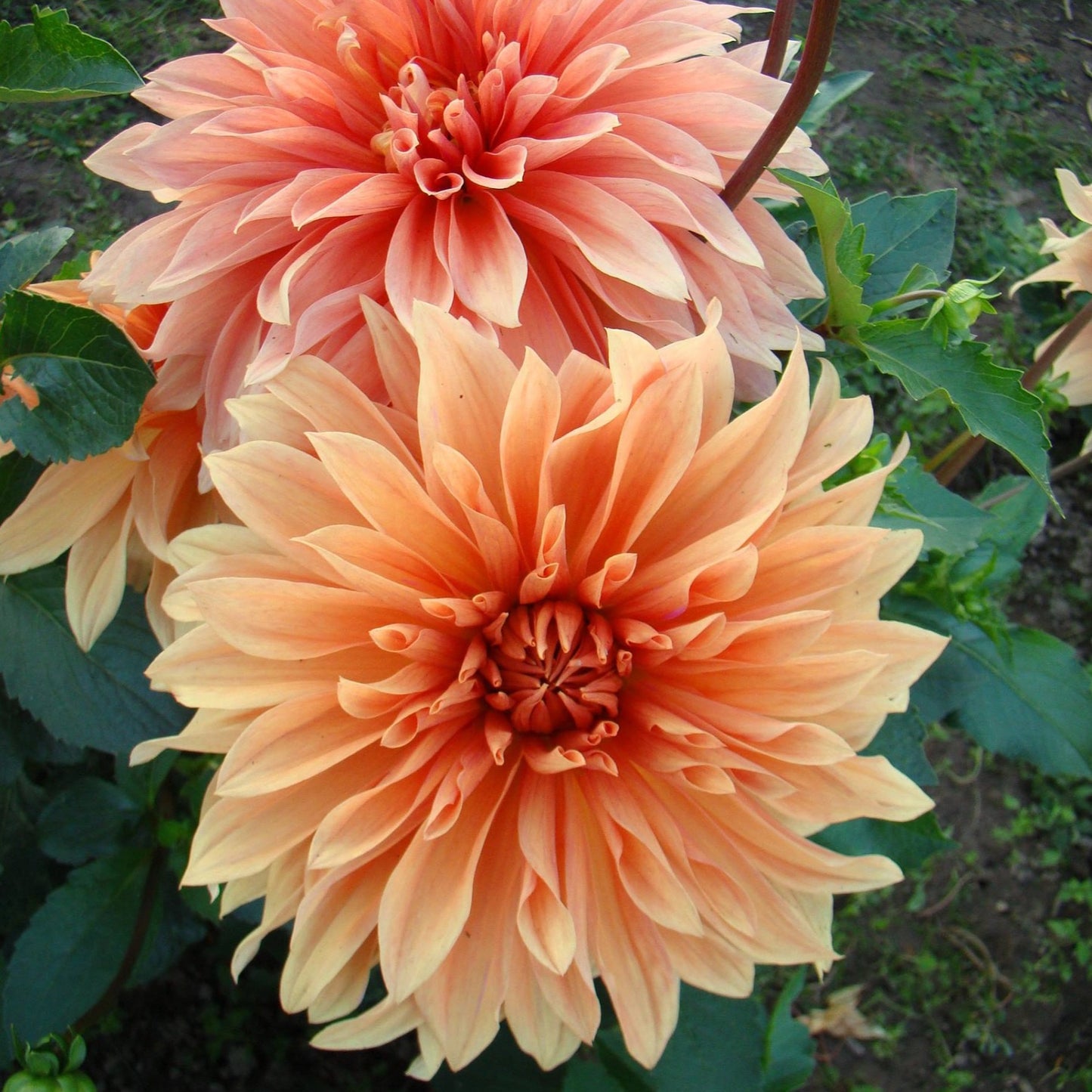 Babylon Bronze Dahlia