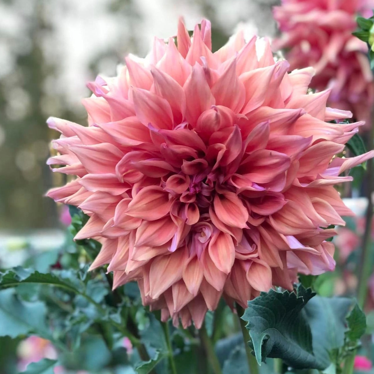 Belle of Barmera Dahlia