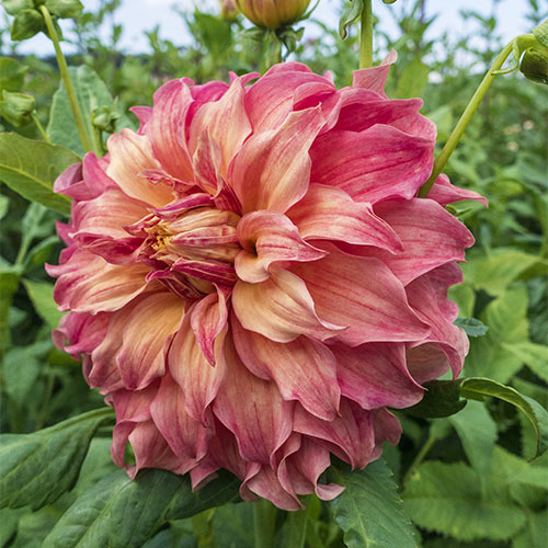 Belle of Barmera Dahlia