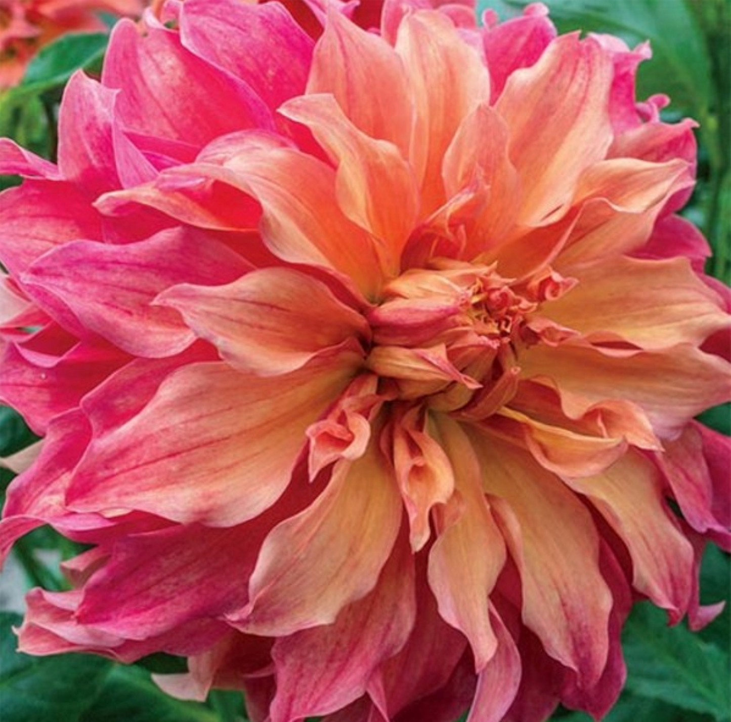 Belle of Barmera Dahlia