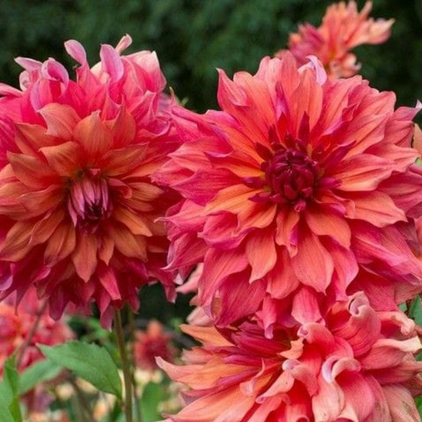 Belle of Barmera Dahlia