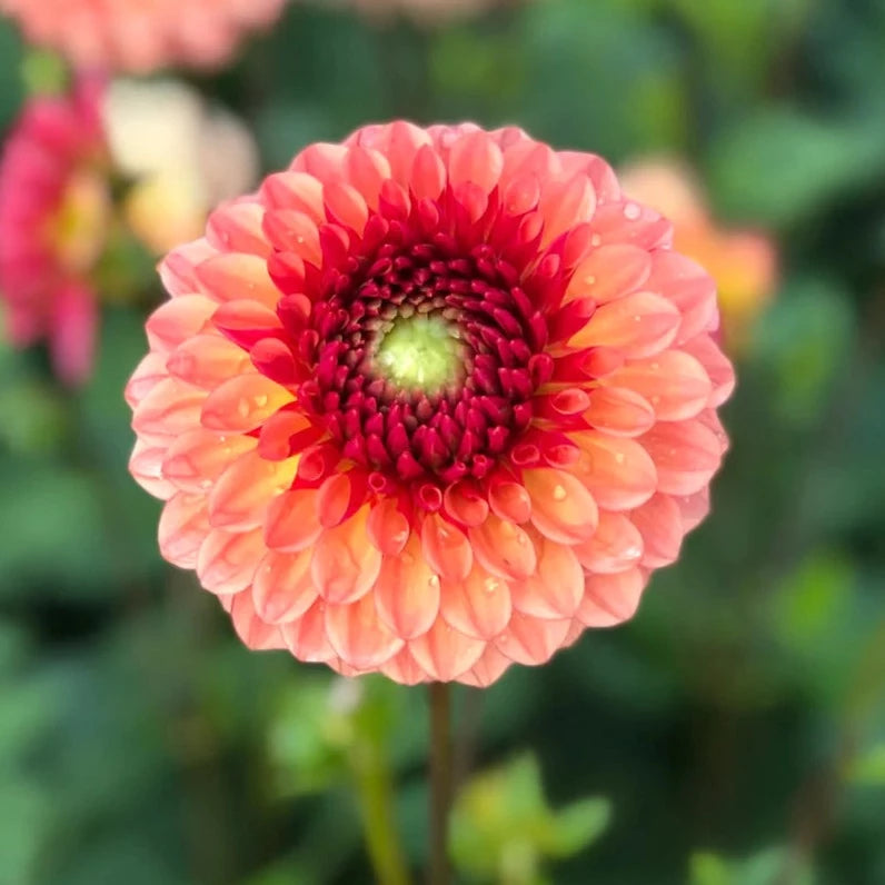 Bonanza Dahlia