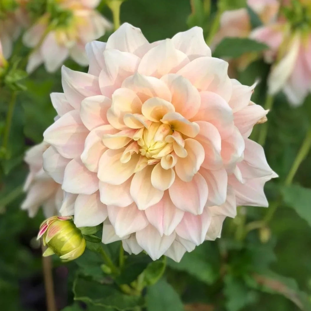 Break Out Dahlia