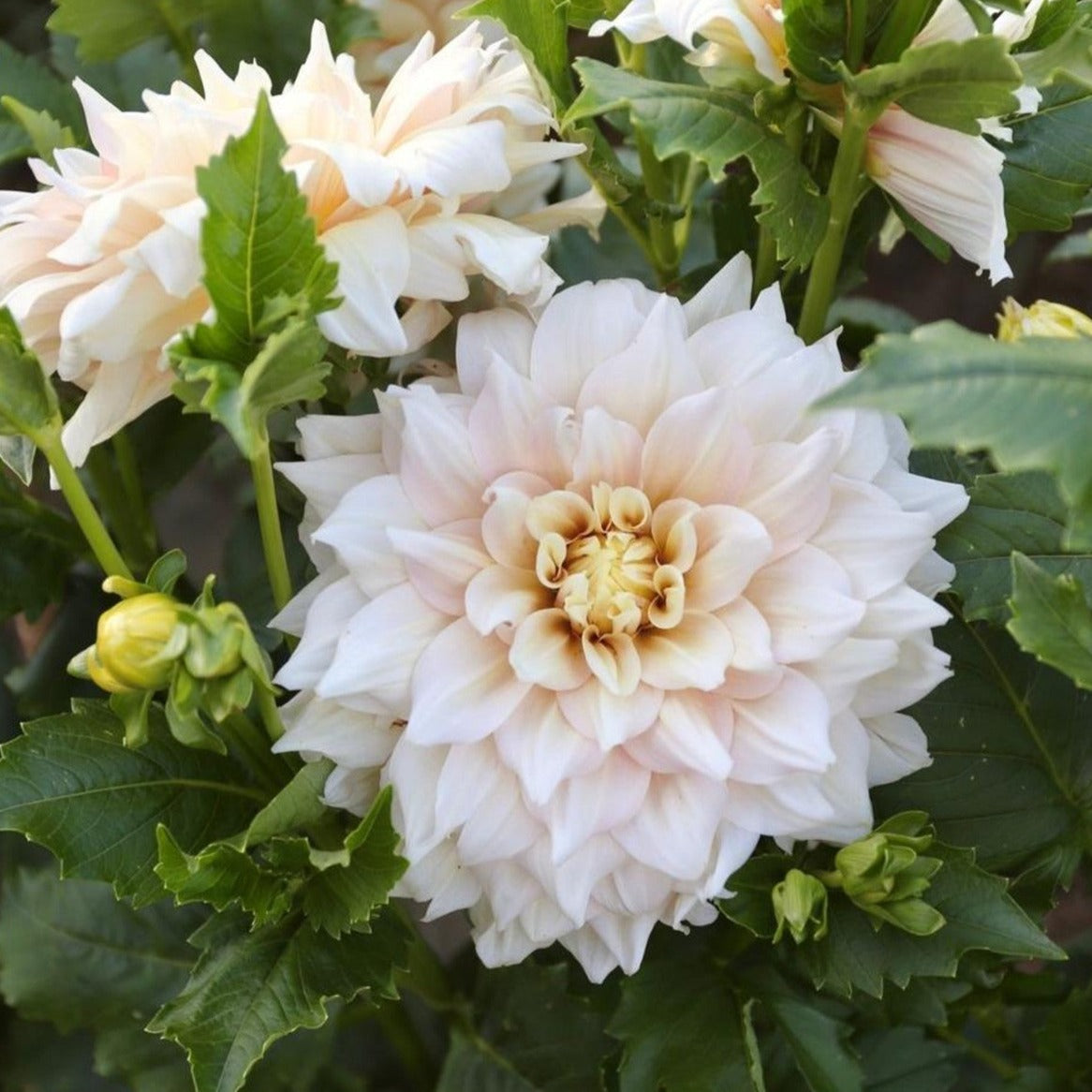 Break Out Dahlia