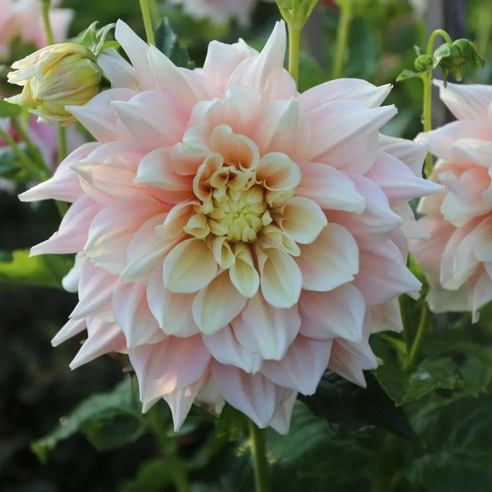 Break Out Dahlia