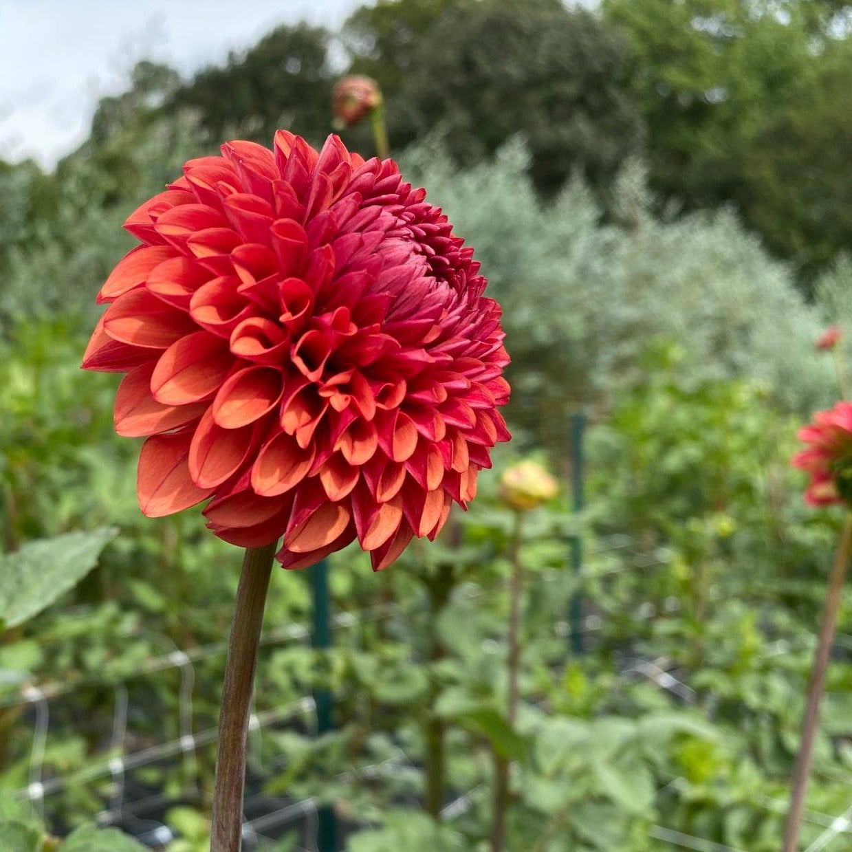 Brown Sugar Dahlia