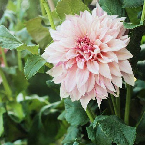 Cafe Au Lait Dahlia