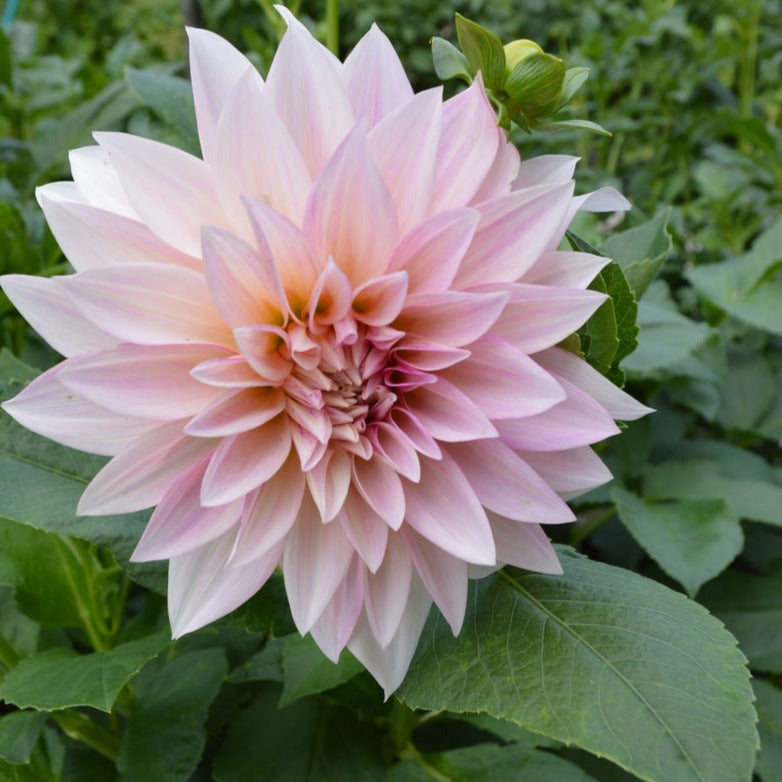 Cafe Au Lait Dahlia