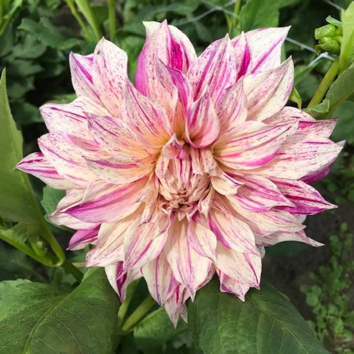 Cafe Au Lait Twist Dahlia