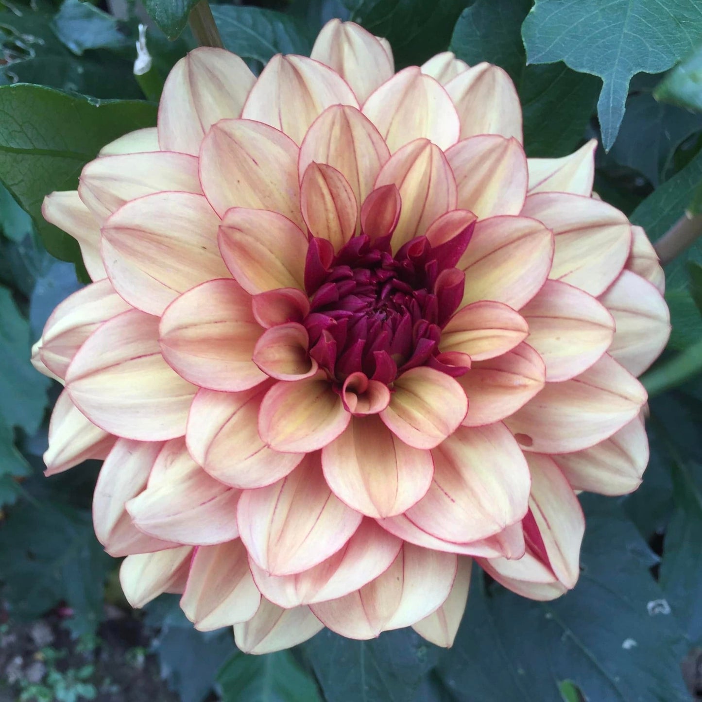 Creme De Cognac Dahlia