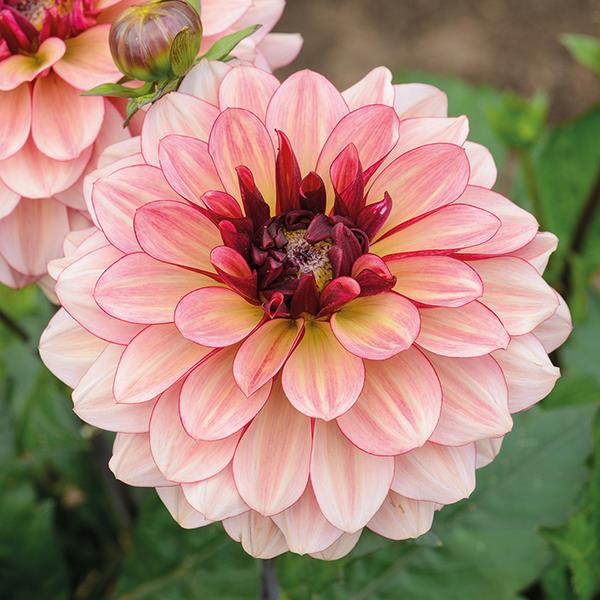 Creme De Cognac Dahlia