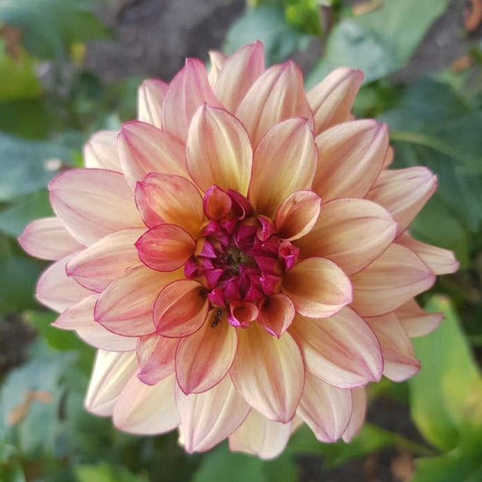 Creme De Cognac Dahlia