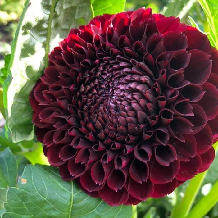 Dahlia 'Jowey Mirella'