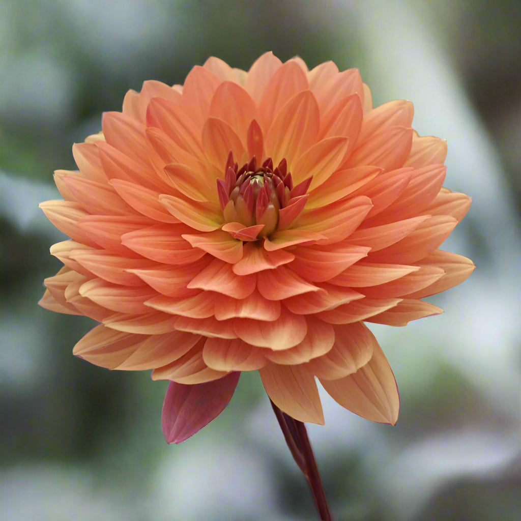 Dr P.H. Riedell Waterlily Dahlia