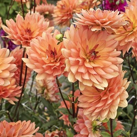 Dr P.H. Riedell Waterlily Dahlia