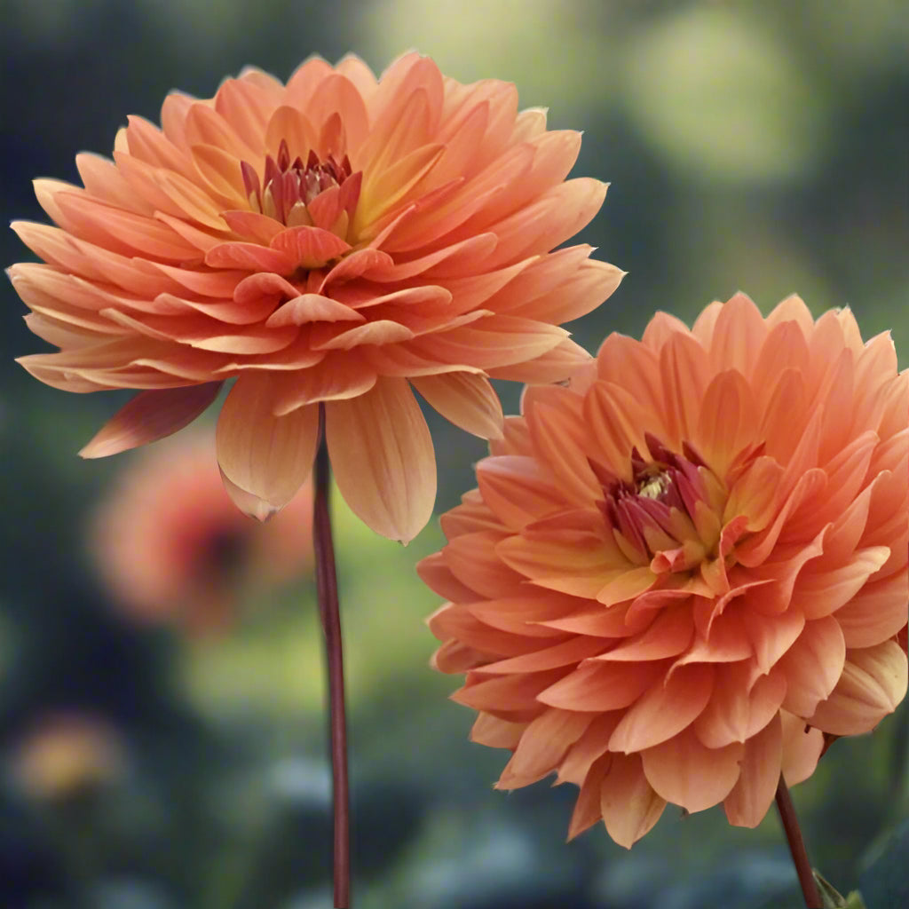 Dahlia 'Dr. P.H. Riedel'