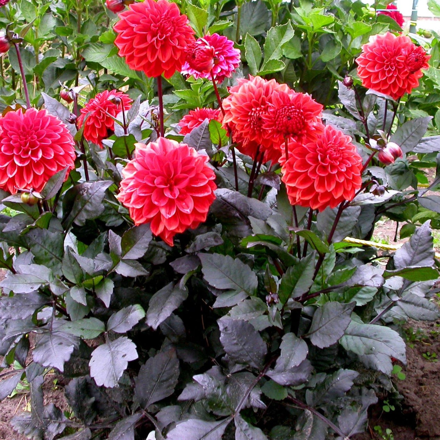 Ellen Huston Dahlia