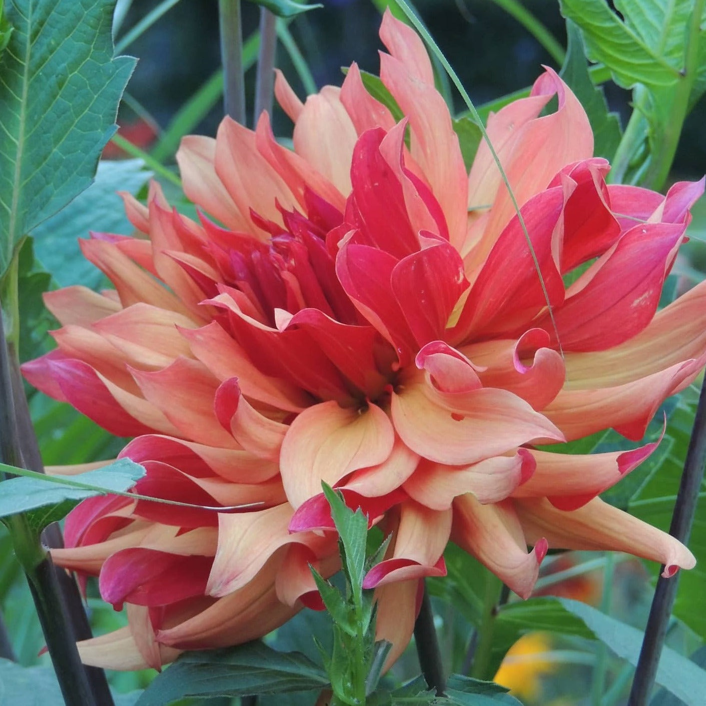 Erpeler Ley Dahlia – Fuirk Home