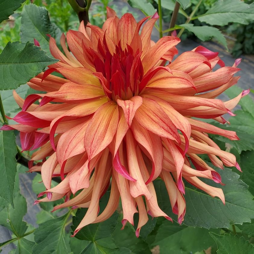 Erpeler Ley Dahlia