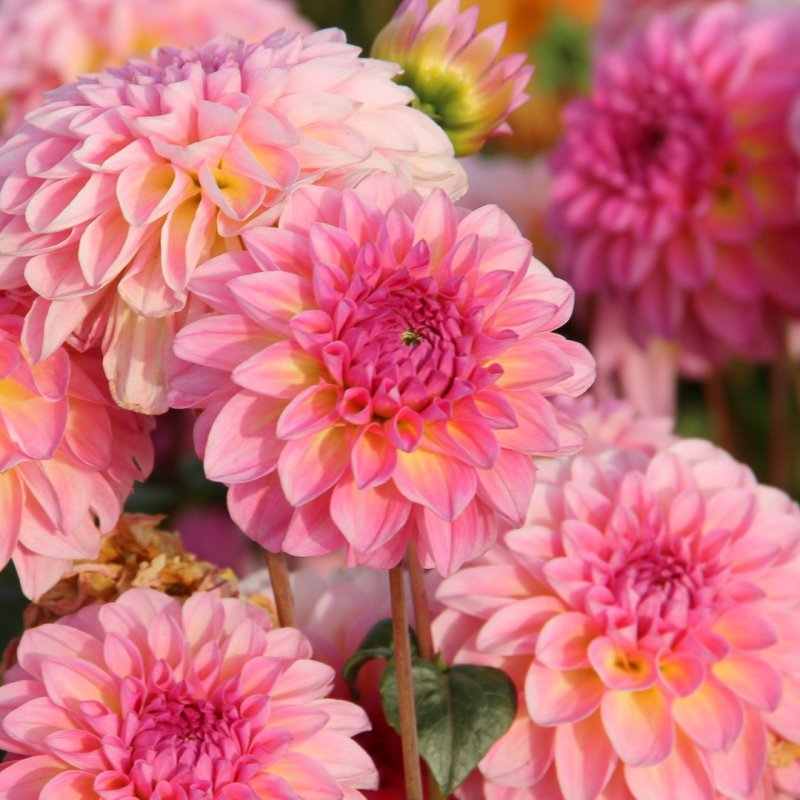 Esli Dahlia