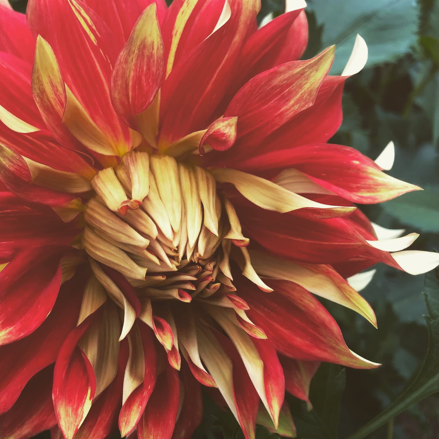 Nick Sr Dahlia