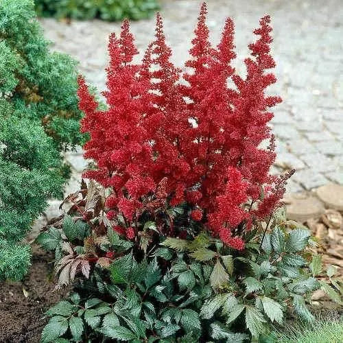 Astilbe Fanal Red - 2 Bareroots