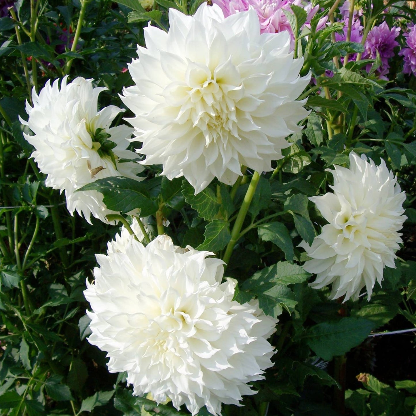 Fleurel Dinnerplate Dahlia