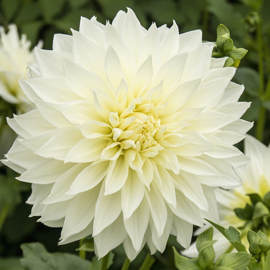 Fleurel Dinnerplate Dahlia