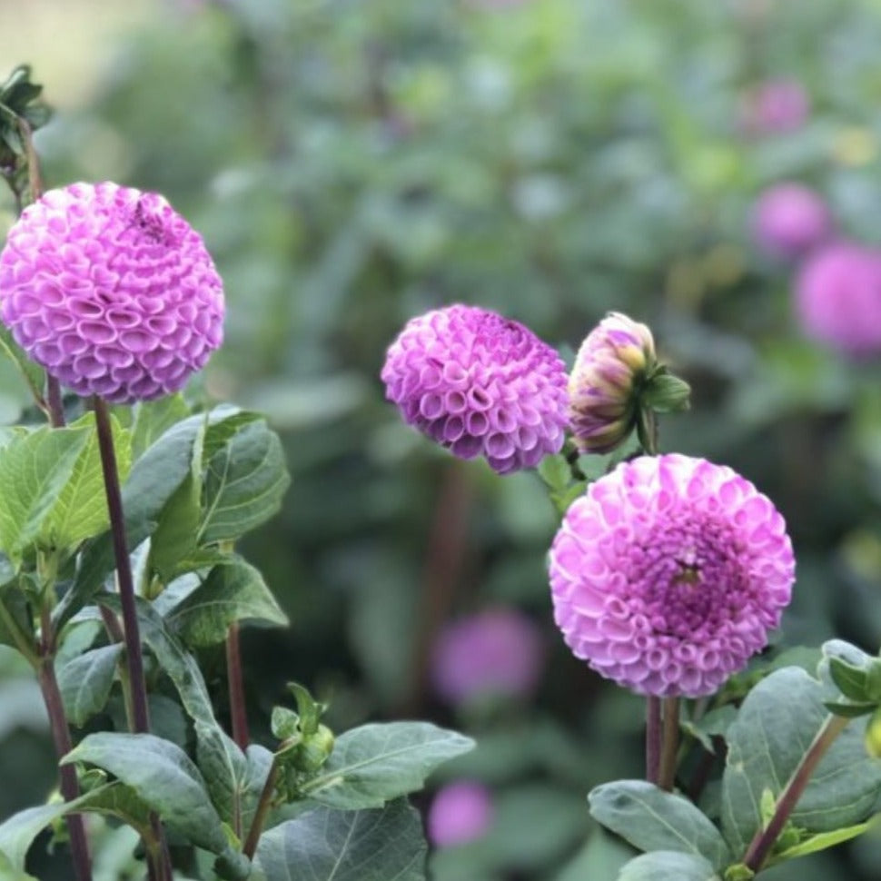 Frank Holmes Dahlia