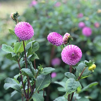 Frank Holmes Dahlia