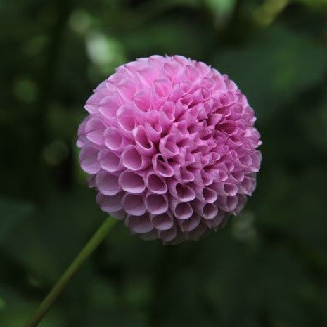 Frank Holmes Dahlia