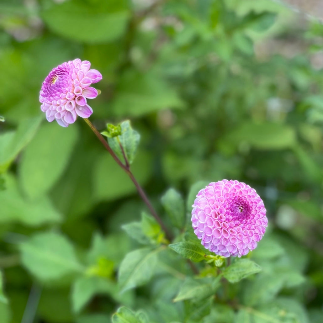 Frank Holmes Dahlia