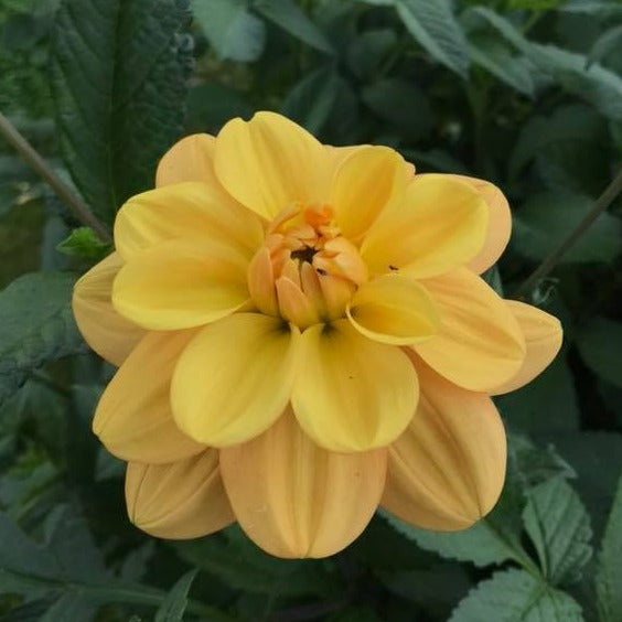 Ginger Snap Waterlily Dahlia