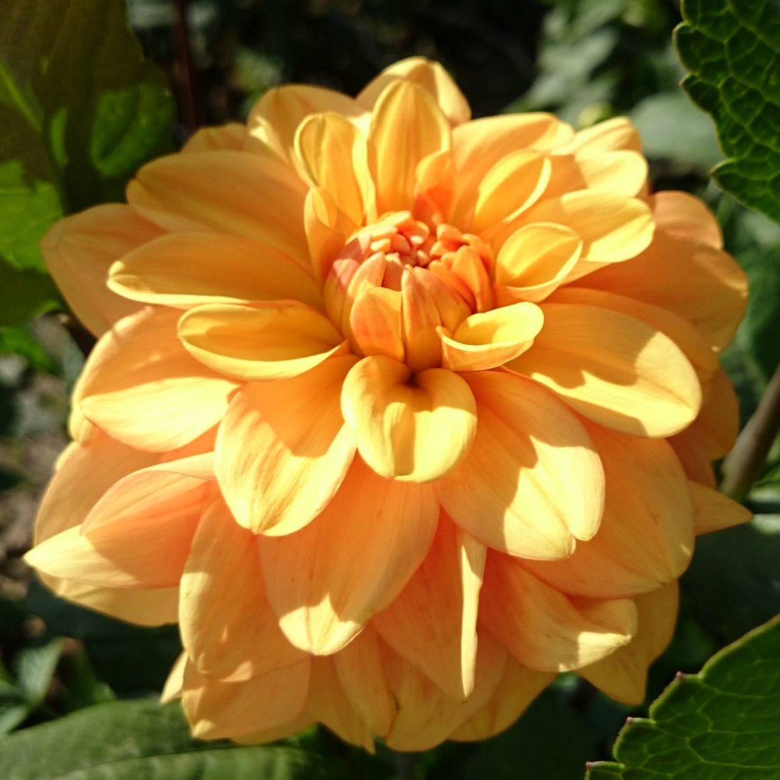 Ginger Snap Waterlily Dahlia