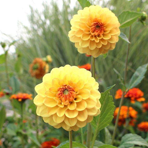 Golden Scepter Dahlia
