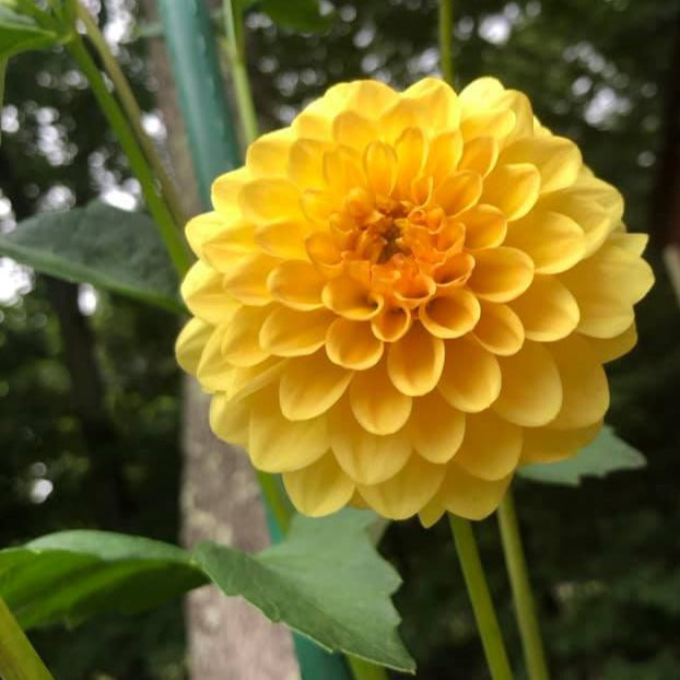 Golden Scepter Dahlia