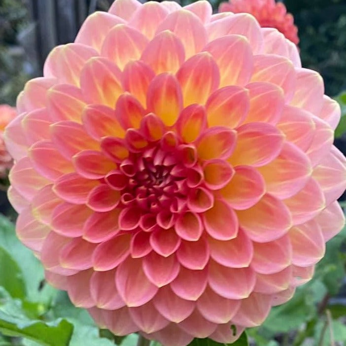 Hillcrest Suffusion Dahlia