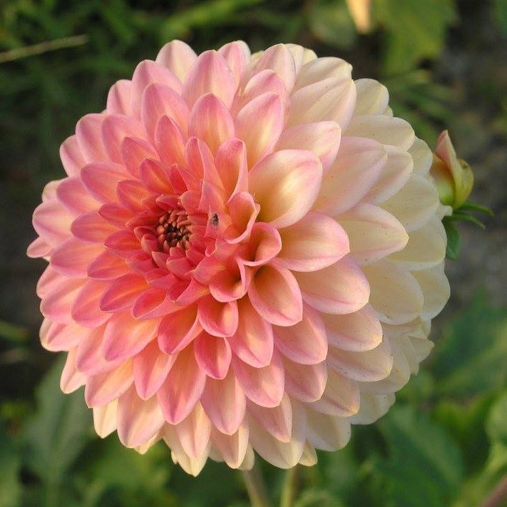 Hillcrest Suffusion Dahlia