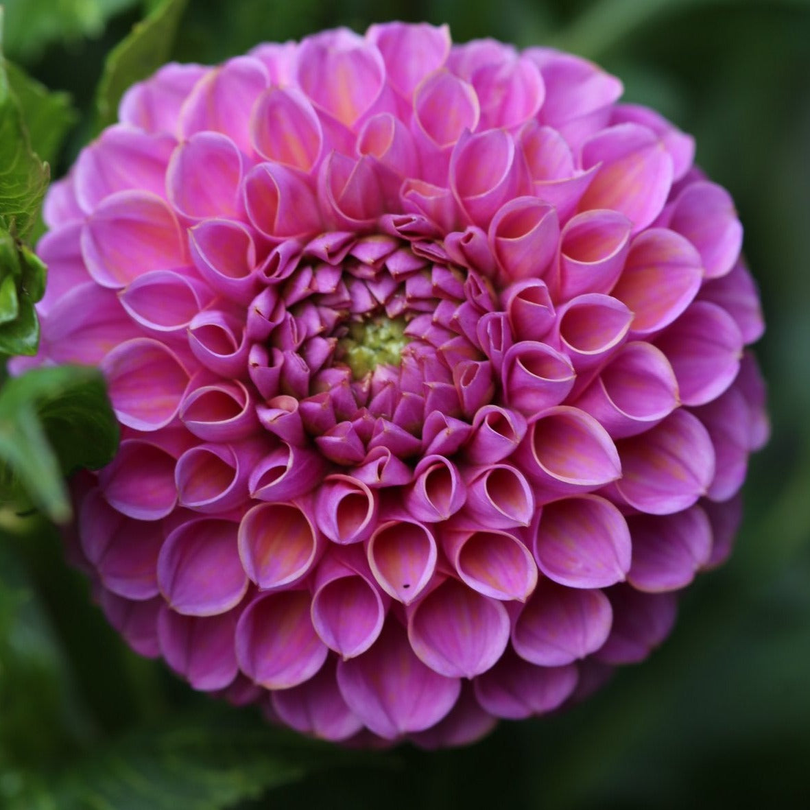 Dahlia 'Isabel'