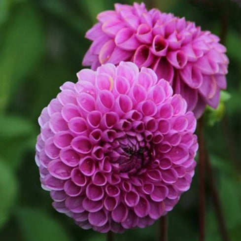 Dahlia 'Isabel'