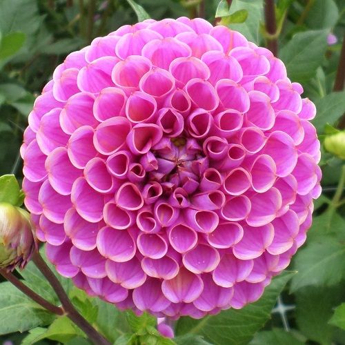 Dahlia 'Isabel'