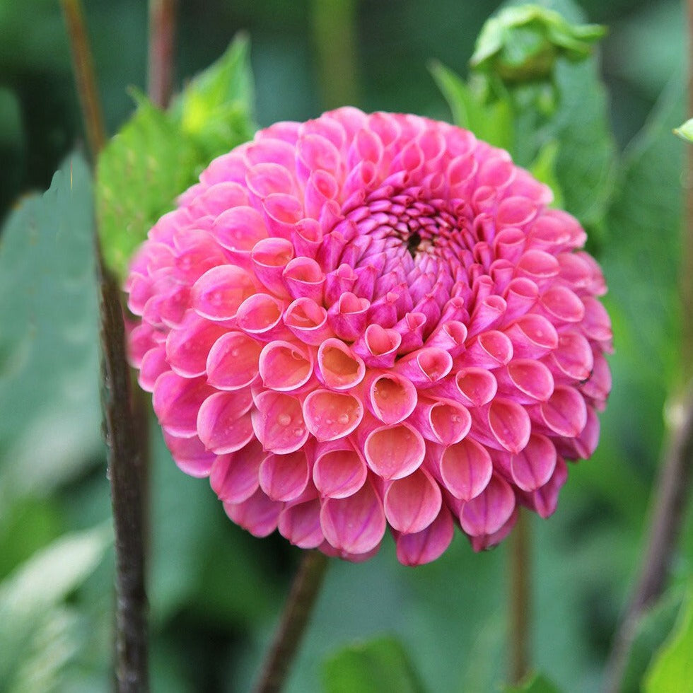Dahlia 'Isabel'