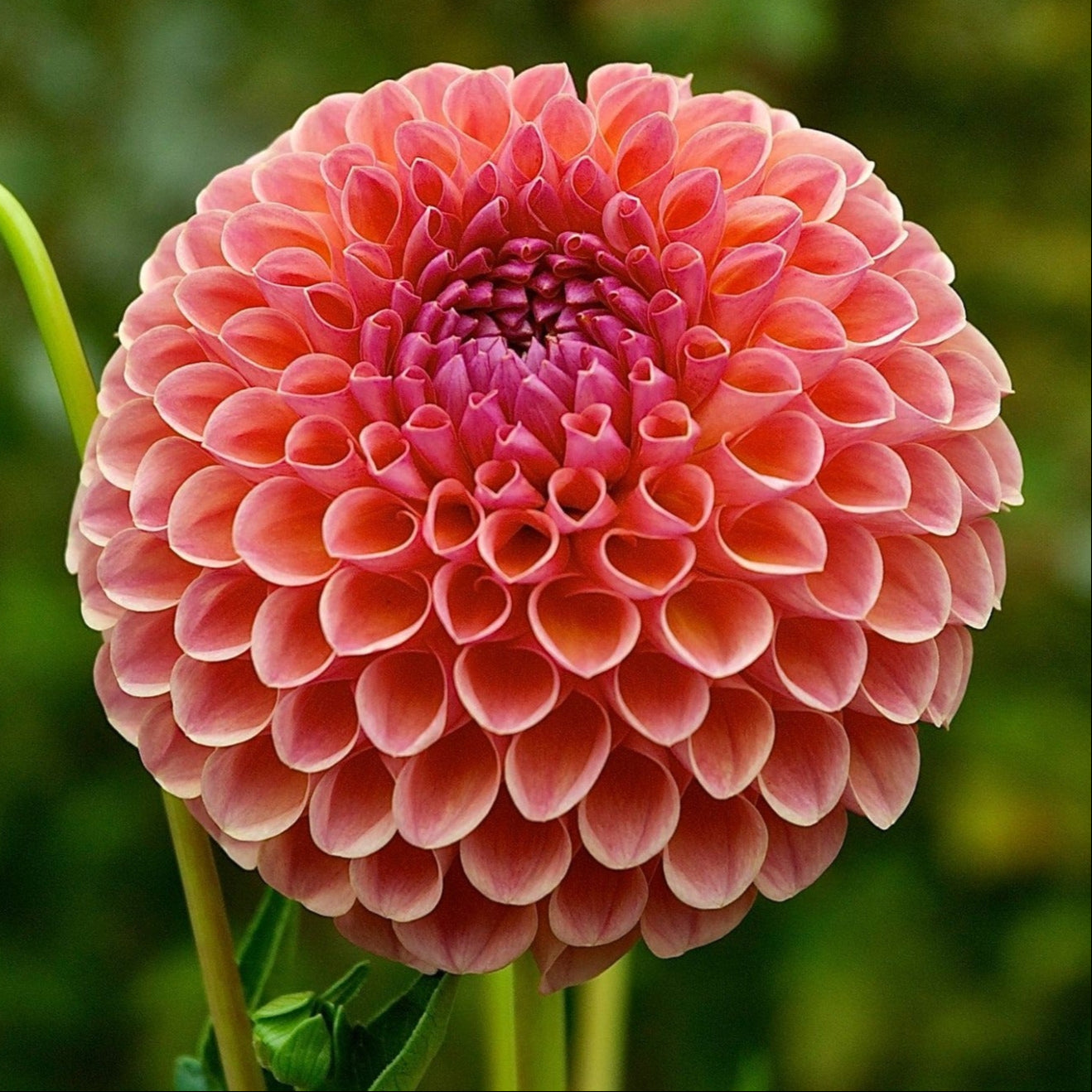 Dahlia 'Jowey Winnie'