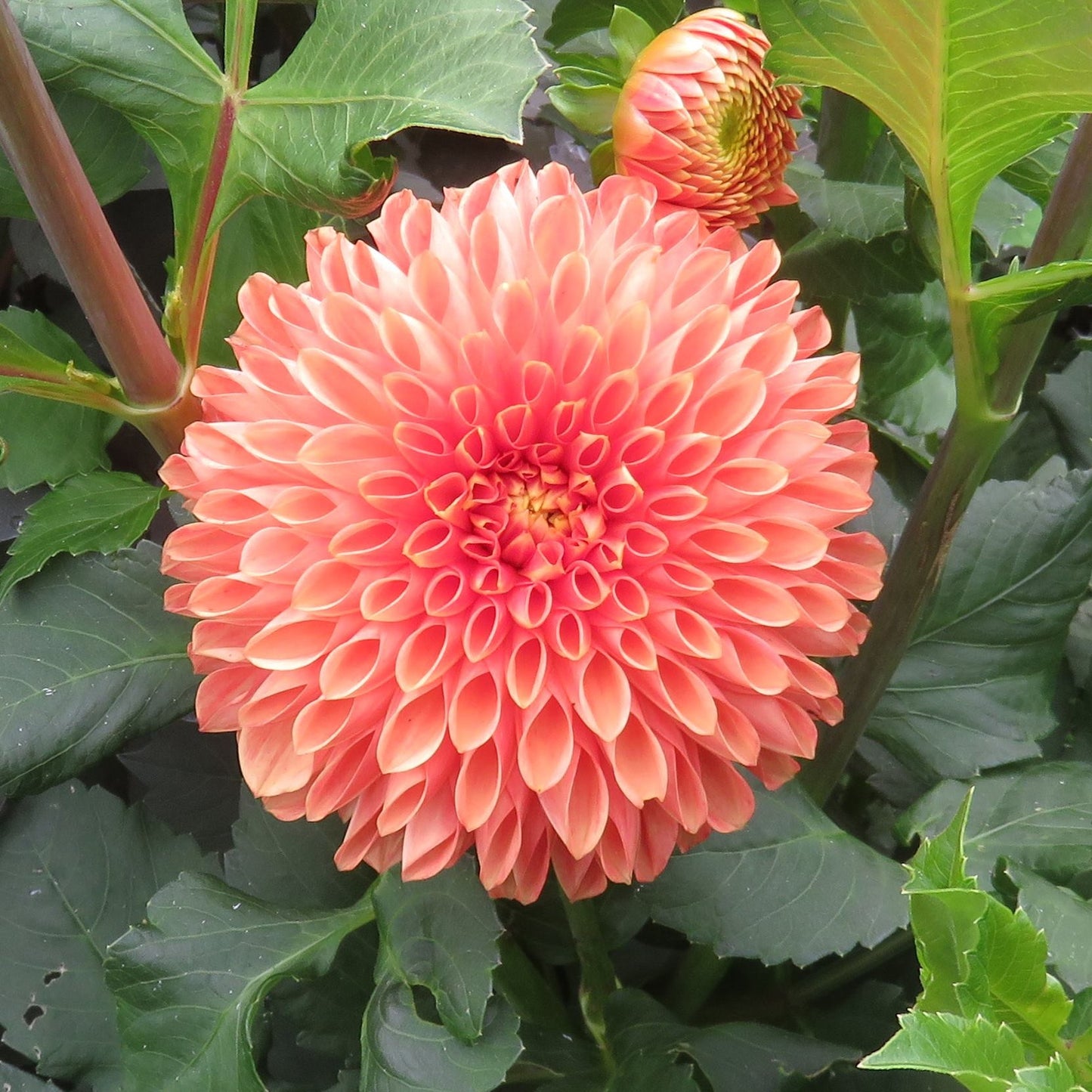 Jowey Linda Dahlia