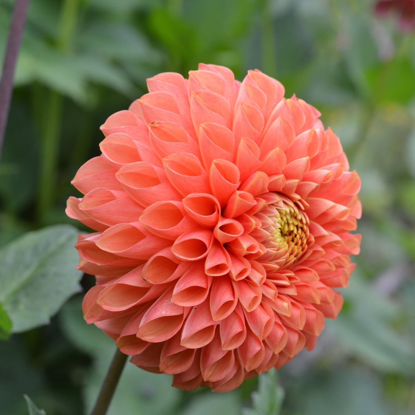 Jowey Linda Dahlia