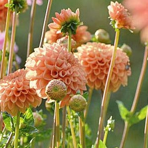 Jowey Linda Dahlia